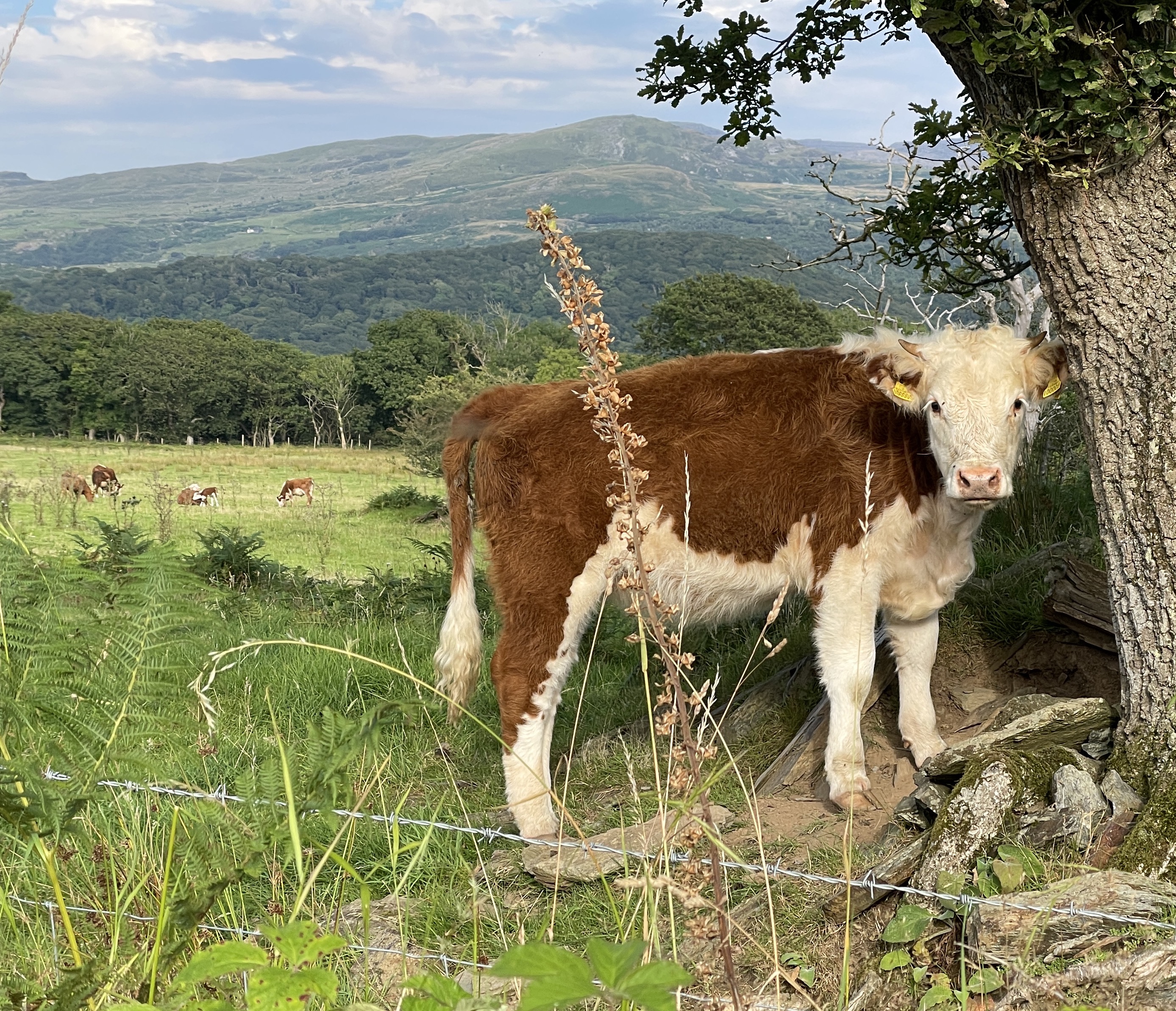 Photo of a young calf