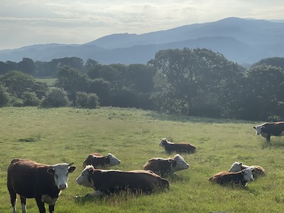 Photo of small hurd of cows chilling in the sun