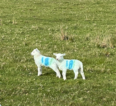 Photo of a couple of lambs
