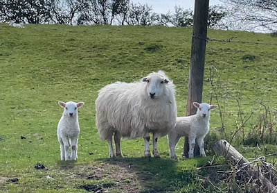 Photo of a couple of lambs with their mother