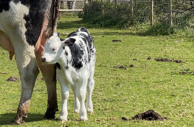 Photo of a baby calf